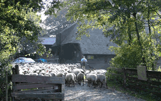 kudde schapen